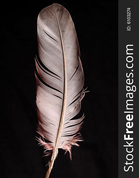 Single feather with red background