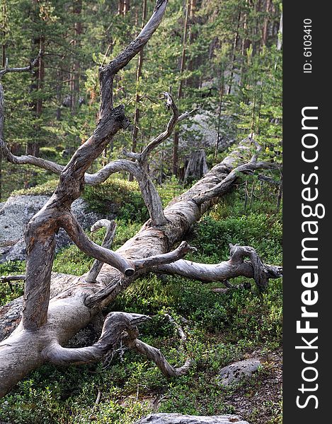 Dead tree in the forest