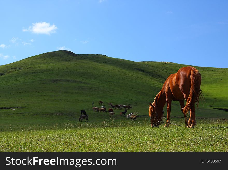 Horse grazing on the prairie