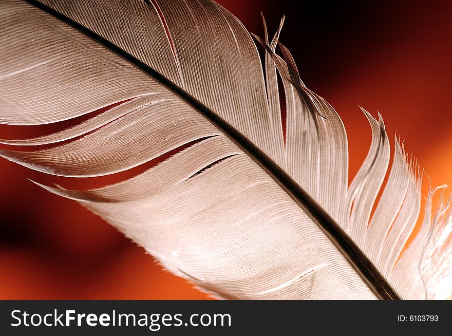 Single feather over brown background