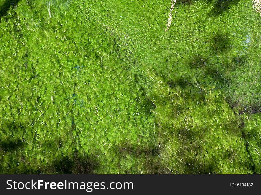 Moss in the river bed