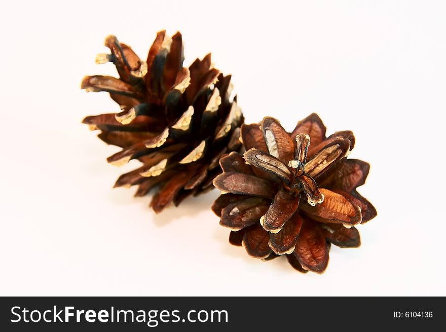 Two fir cones on a white background. Two fir cones on a white background