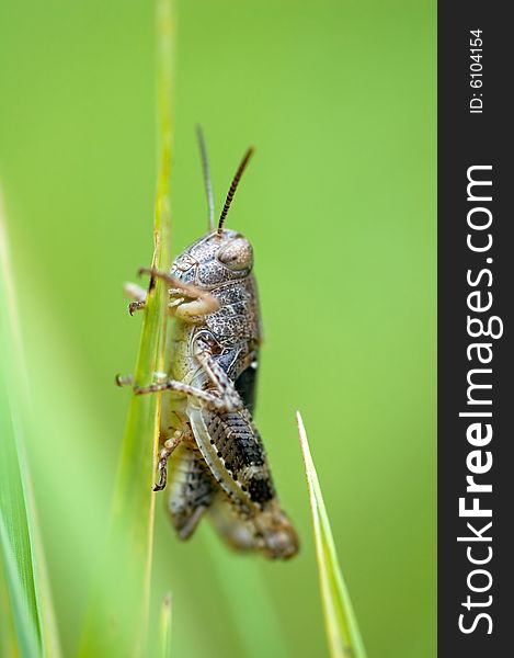 Grasshopper on green background close-up