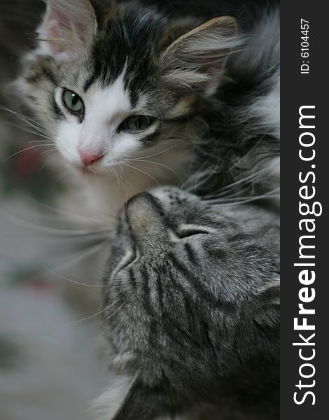 Kitten And Grey Cat