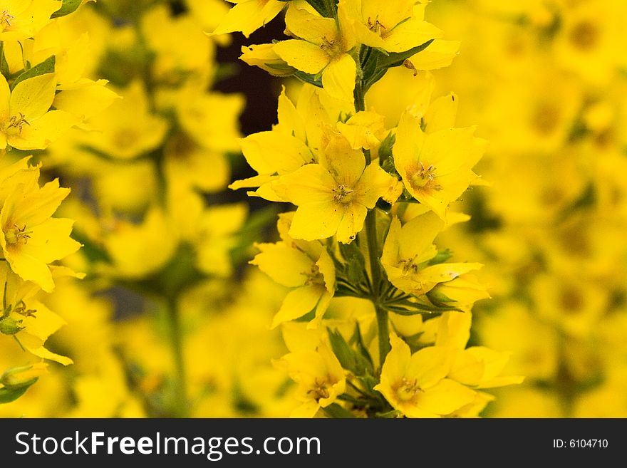 Beautiful yellow flowers (as an abstract slightly blurred floral background)