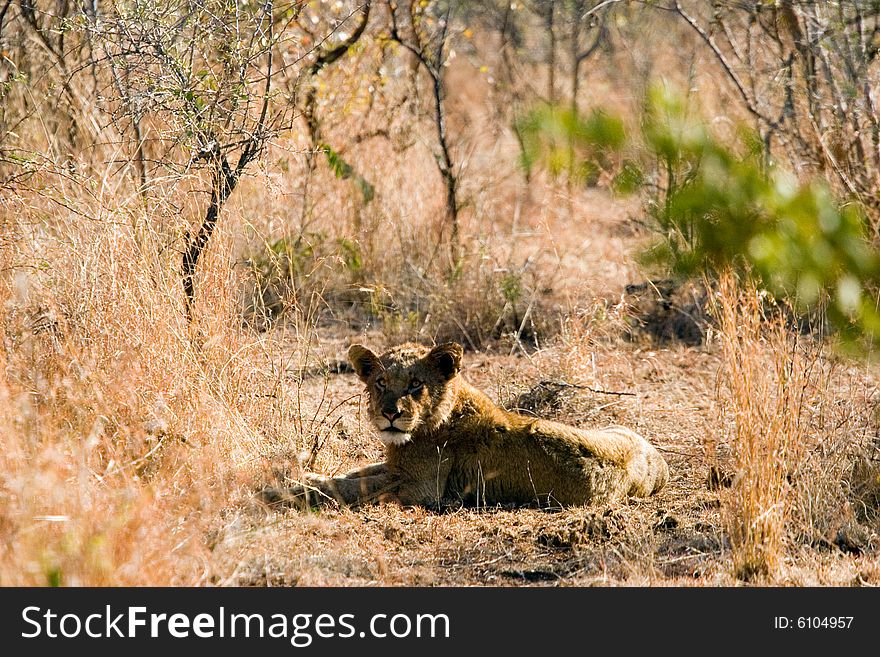 An lion in the bush of the kruger park