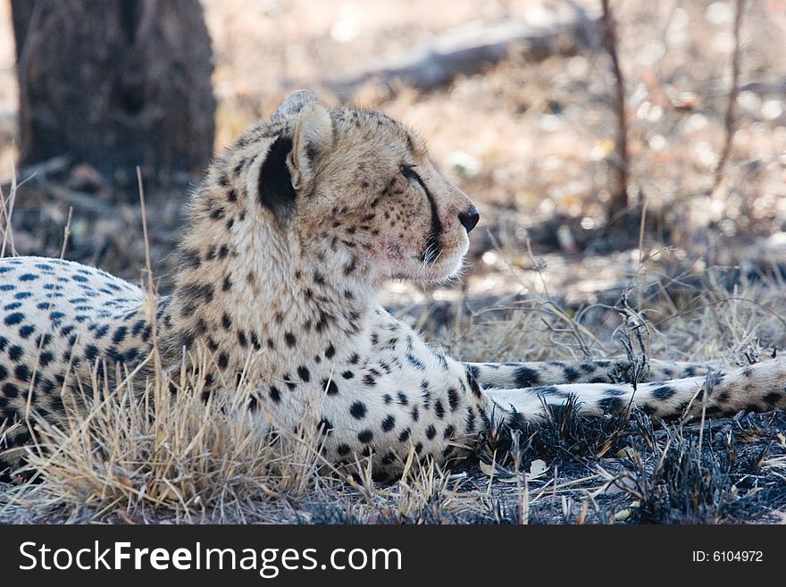 A cheetah at rest in the kruger park of south africa