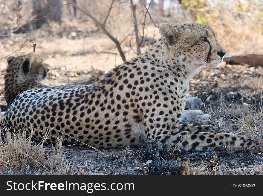 A cheetah at rest in the kruger park of south africa