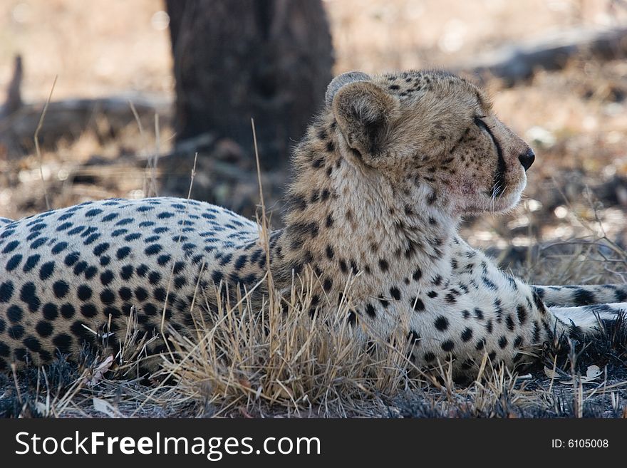 A cheetah at rest in the kruger park of south africa