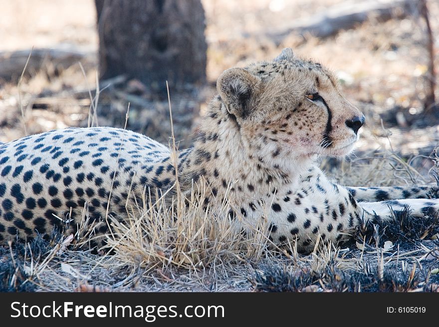 A cheetah on the guard in the kruger park of south africa