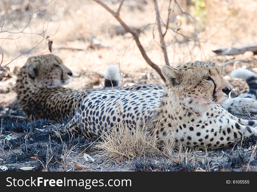 A cheetah on the guard in the kruger park of south africa