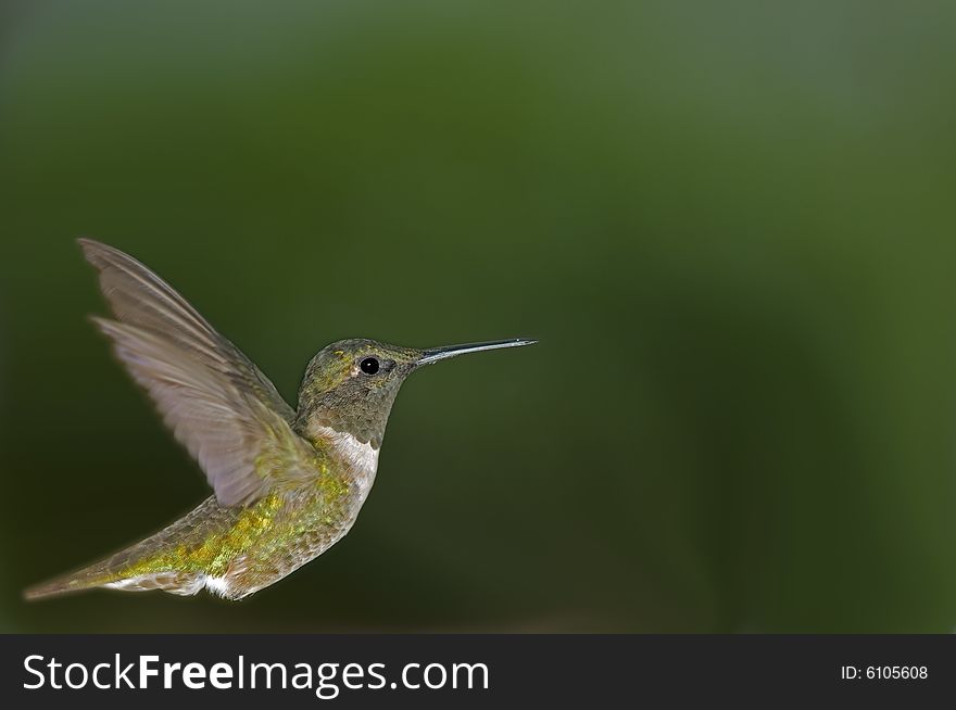 Hummingbird in flight with room for text, logos, or other user supplied elements. Hummingbird in flight with room for text, logos, or other user supplied elements