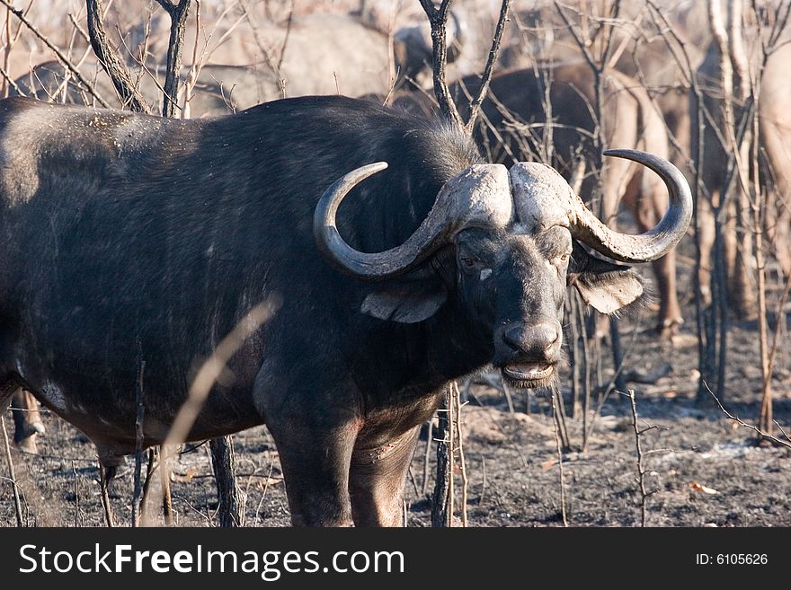 A buffalo on the guard in the kruger park of south africa