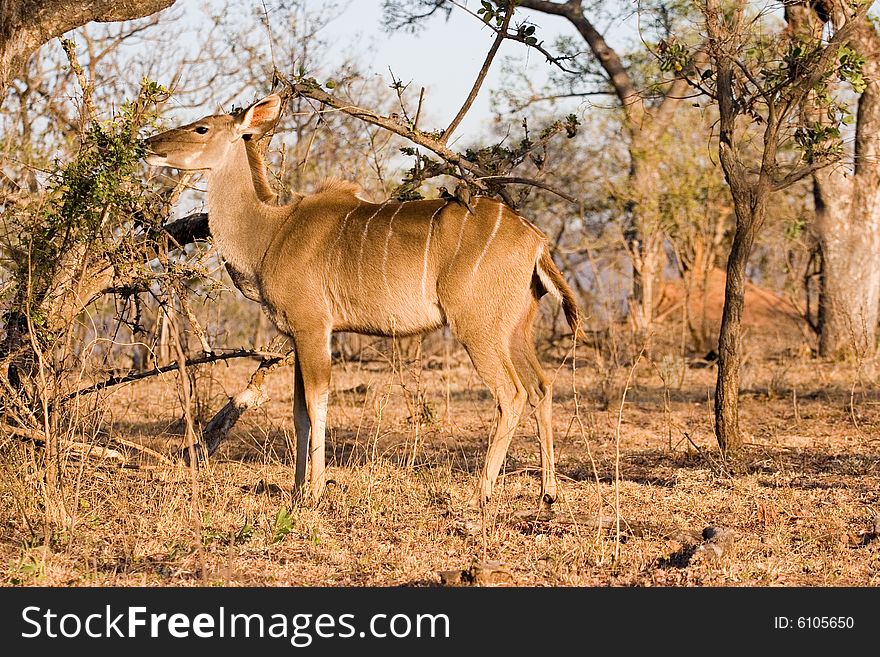 An antelope on the guard in the kruger park of south africa