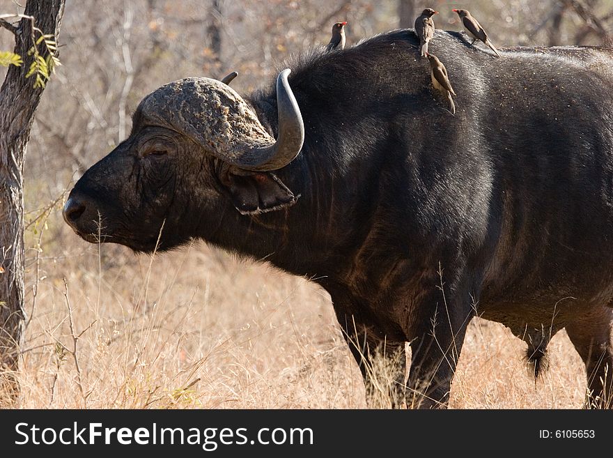 A buffalo on the guard in the kruger park of south africa