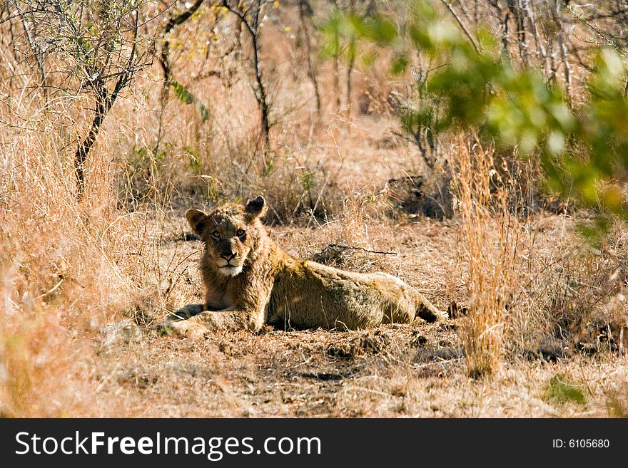 Lion in the bush