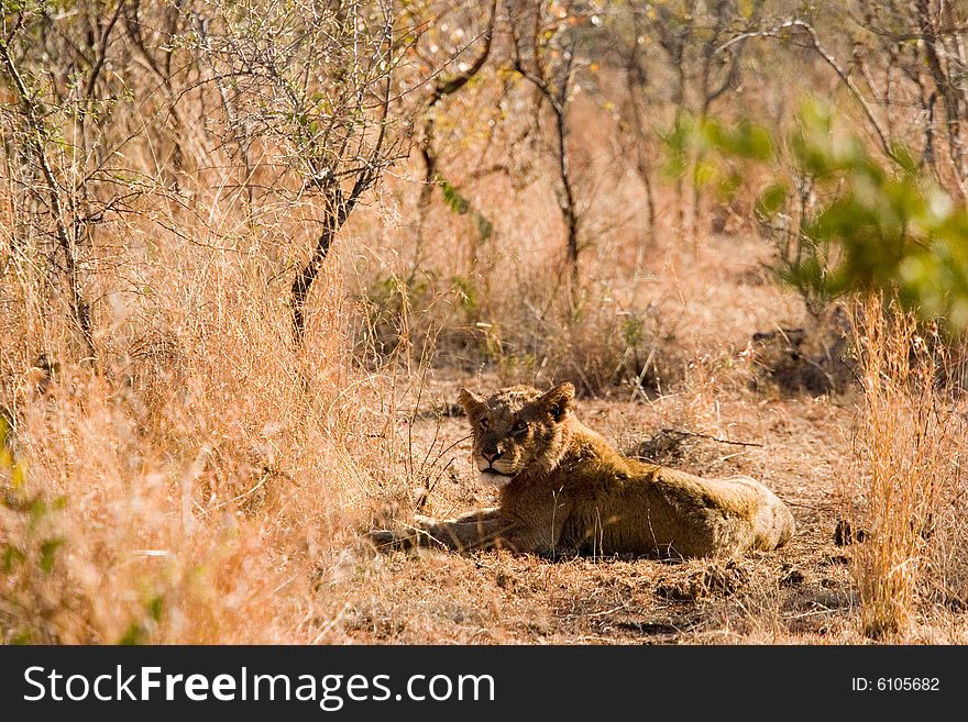 An lion in the bush of the kruger park