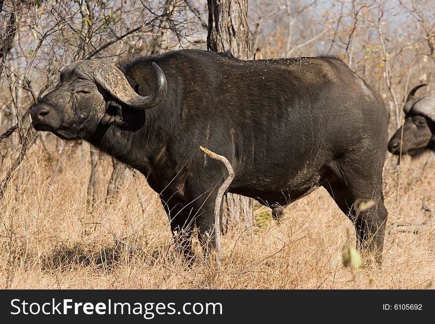 A buaffalo on the guard in the kruger park of south africa. A buaffalo on the guard in the kruger park of south africa