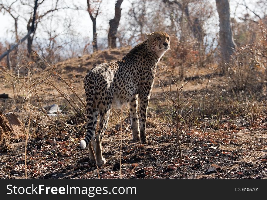 A cheetah on the guard in the kruger park of south africa