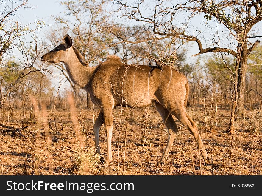 An antelope on the guard in the kruger park of south africa