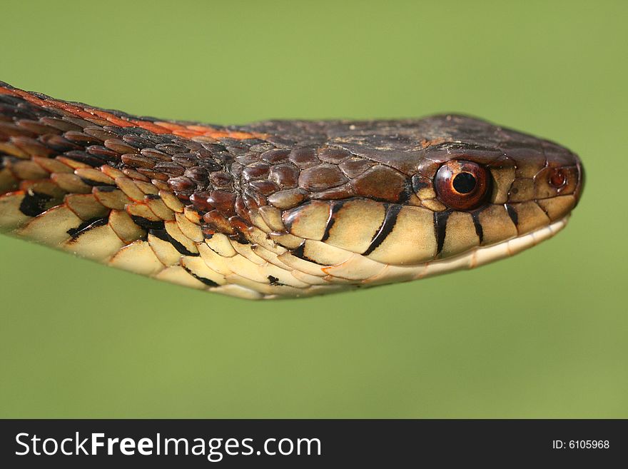 Photo of a garter snake against a green background.