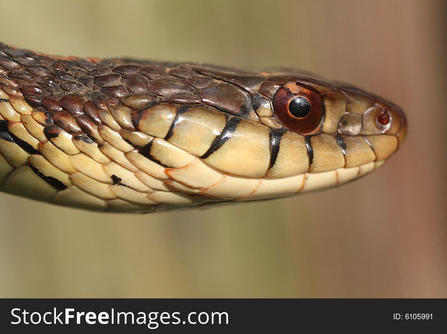 Photo of a garter snake against a green background.