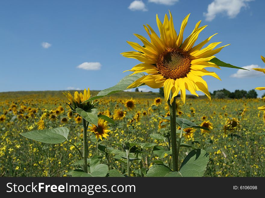 Beautiful yellow sunflower against blue sky with white clouds