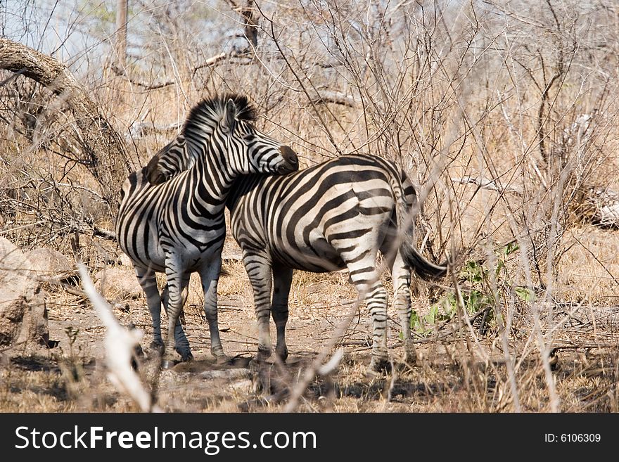 A zebra couple in the middel of the kruger park in south africa