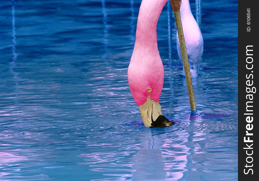 A pink flamingo feeding in the water. A pink flamingo feeding in the water