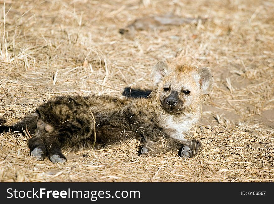 A small hyena cub near his hole in the kruger park of south africa