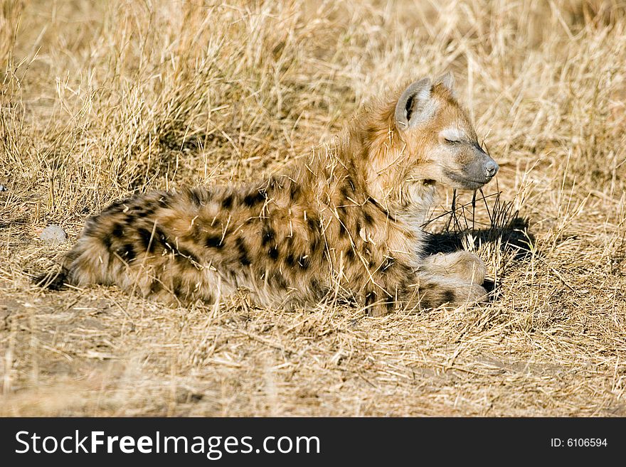 A small hyena cub near his hole in the kruger park of south africa