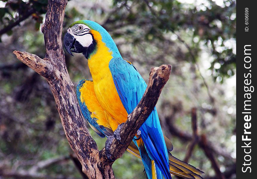 A blue and Gold Macaw sitting in a  tree. A blue and Gold Macaw sitting in a  tree