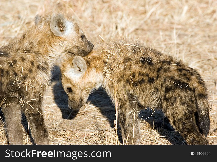 Two  small hyena cubs near his hole in the kruger park of south africa