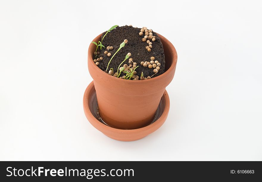 Seedling herbs growing in a very small pot. Seedling herbs growing in a very small pot.