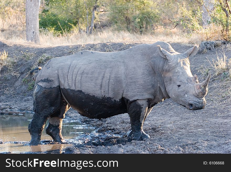 A rhino just after washing in the pond of the private reserve of sabie sands