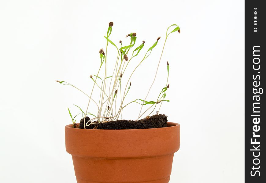 Seedling herbs growing in a very small pot. Seedling herbs growing in a very small pot.