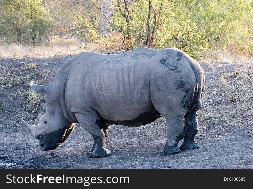 A rhino just after washing in the pond of the private reserve of sabie sands