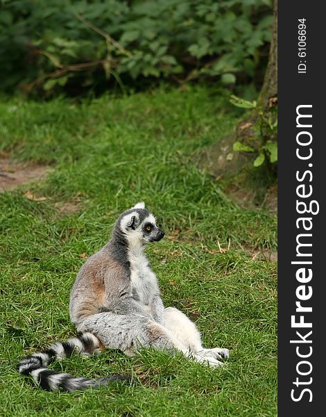 Ring-tailed Lemur Sitting In Grass