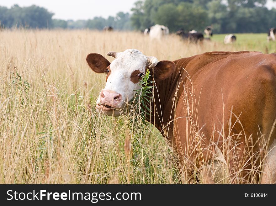 White-brown cow is pasturing on a field. White-brown cow is pasturing on a field