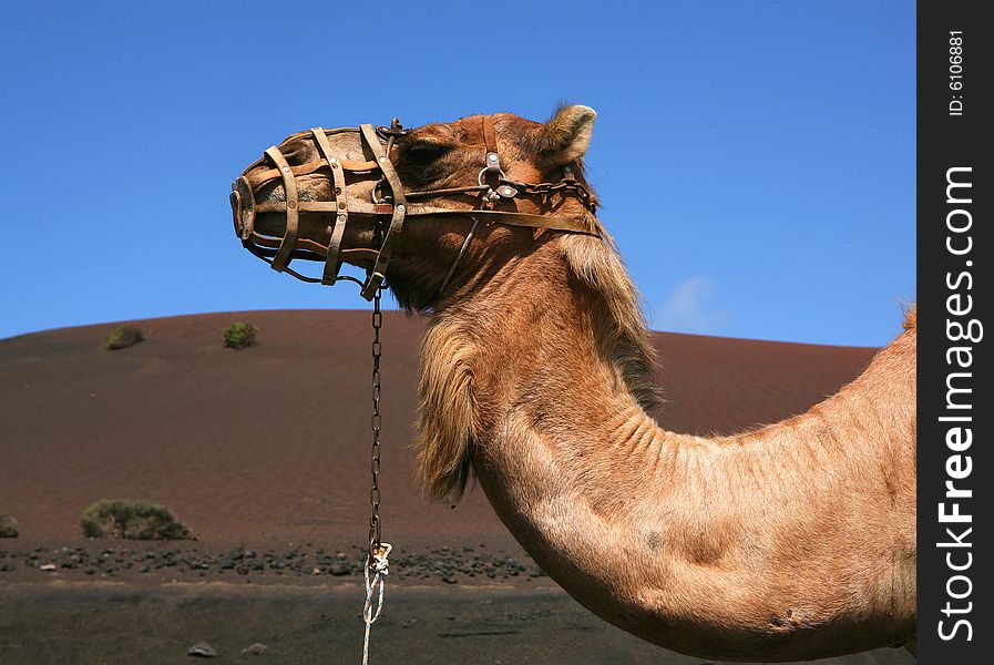 Camel near the Tymnafaia parque , Lanzarote Island, Spain