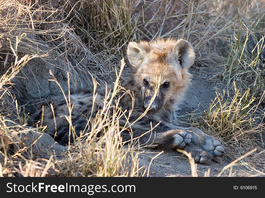 A small hyena cub near his hole in the kruger park of south africa