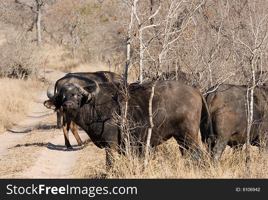 A group of buffalo in the middle of the street in the kruger park of south africa. A group of buffalo in the middle of the street in the kruger park of south africa