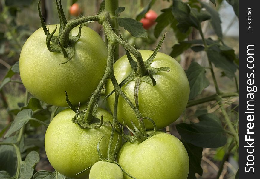 Organic tomato growing in a greenhouse. Organic tomato growing in a greenhouse