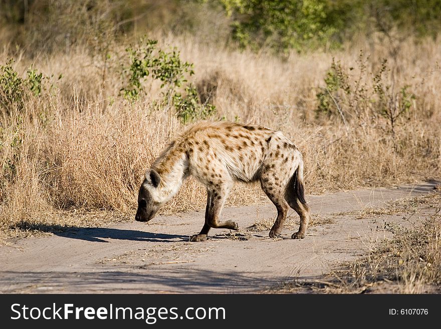 A small hyena  near his hole in the kruger park of south africa. A small hyena  near his hole in the kruger park of south africa