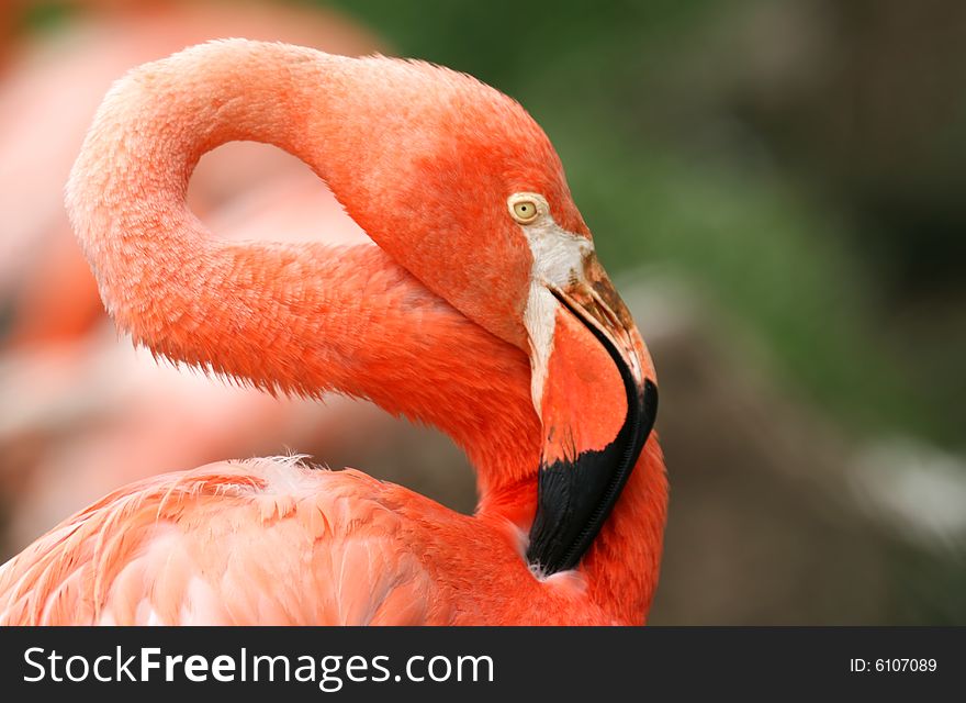 Detail of orange flamingo bird