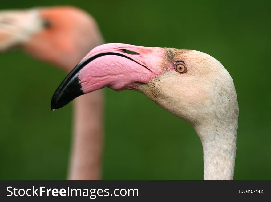 Portrait of delicate flamingo in the zoo. Portrait of delicate flamingo in the zoo