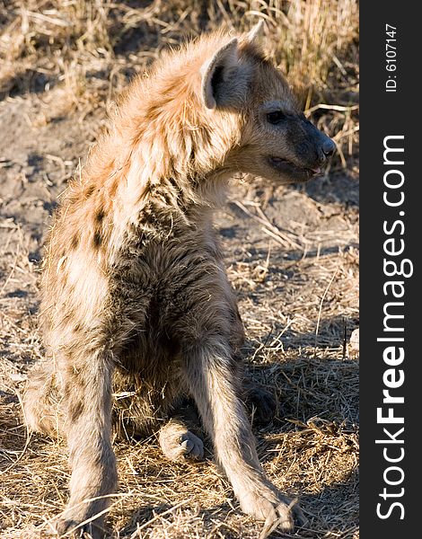 Hyena Cub