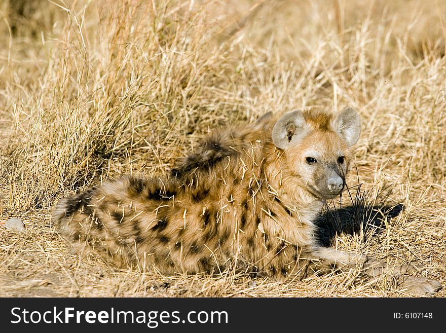 A small hyena cub near his hole in the kruger park of south africa