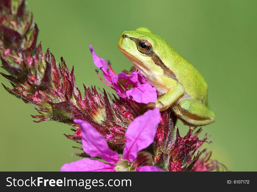 Little Tree-frog