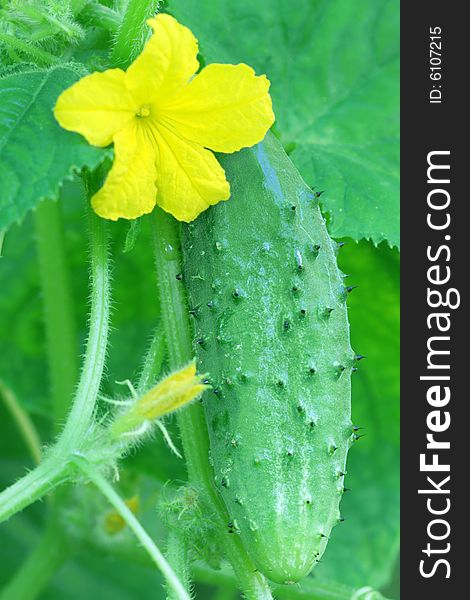 Fresh, green cucumber growing in a garden. Fresh, green cucumber growing in a garden.